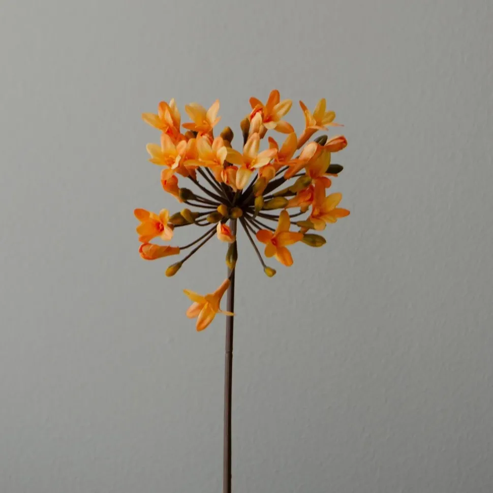 Botané Studios Agapanthus Flower Orange