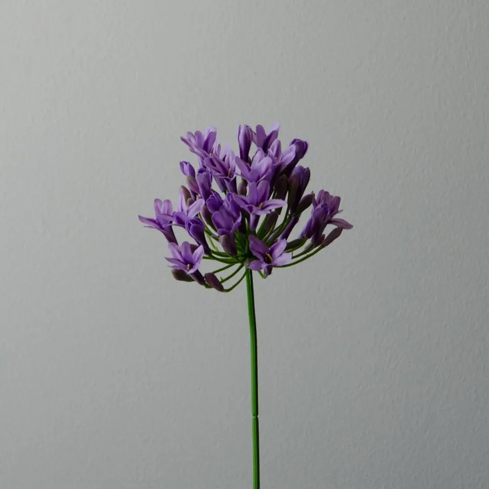 Botané Studios Agapanthus Flower Purple