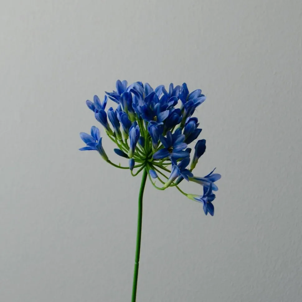 Botané Studios Agapanthus Flower Blue