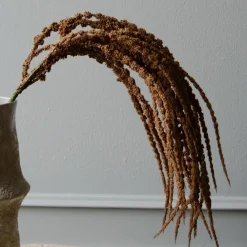 Botané Studios Amaranthus Caudatus 'Dreadlocks' Flower Light Brown