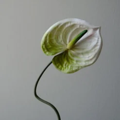 Botané Studios Anthurium Flower White