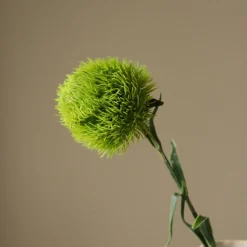 Botané Studios Dianthus Barbatus "Green Ball" Flower Green
