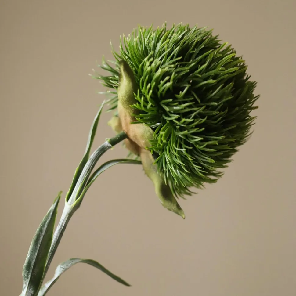 Botané Studios Dianthus Barbatus "Green Ball" Dark Green