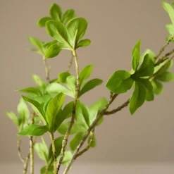 Botané Studios Enkianthus Perulatus Leave Green
