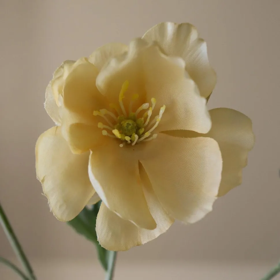 Botané Studios Four Heads Poppy Flower Yellow