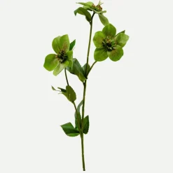 Botané Studios Hellebores Flower Green