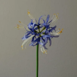 Botané Studios Higanbana "Spider Lilies" Amaryllis Flower Blue