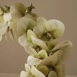 Botané Studios Majestic Orchid Flower Green