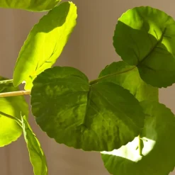 Botané Studios Plum Aralia Leave Green