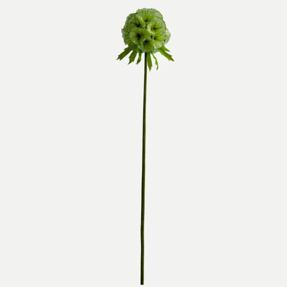 Botané Studios Scabiosa Seed Pod Flower Light Green