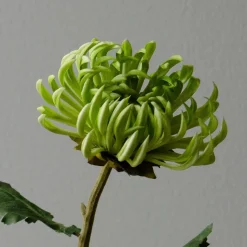 Botané Studios Semi-Cactus Flower Green