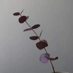 Botané Studios Small Eucalyptus Leave Purple