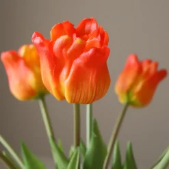 Botané Studios Triumpf Tulip Orange (5 pieces)